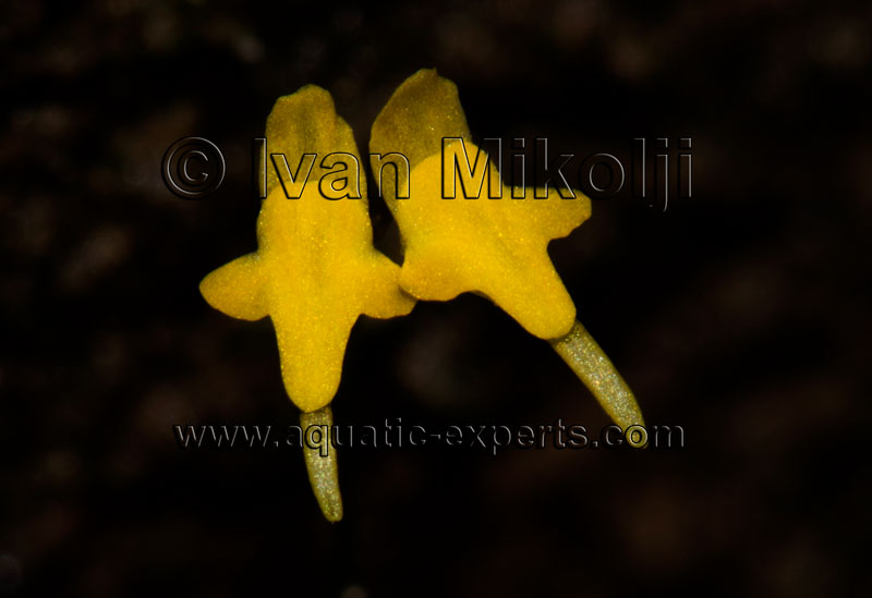 rare aquatic plants